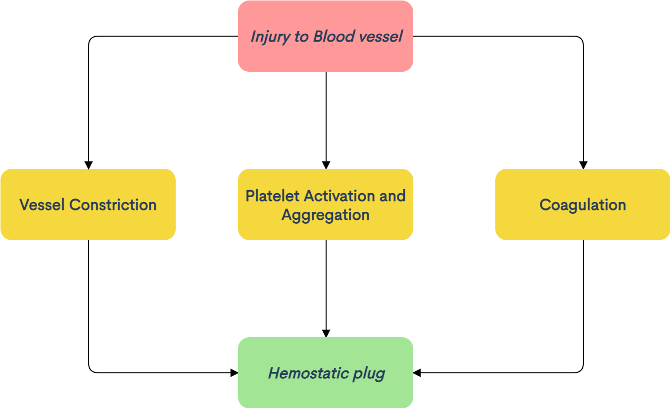 hemostasis process, events and mechanism